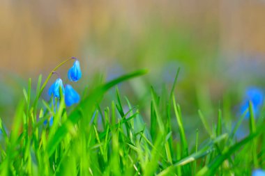 İlkbahar çiçekleri yeşil çimenlerin arasına saklanır..