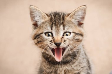 Açık ağızlı bir kedi portresi..
