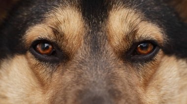 Yetişkin şirin bir köpeğin yakın portresi. Kameraya bak..