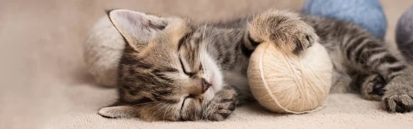 Cute Sleeping Tabby Kitten Balls Wool Panoramic Banner — Stock Photo, Image