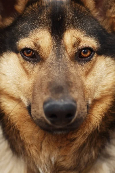 Retrato Cão Bonito Adulto Olhar Para Câmera — Fotografia de Stock