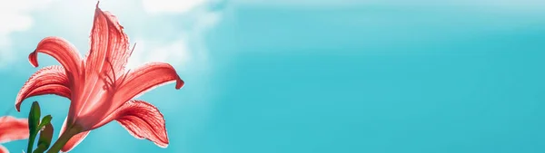Сад Лилии Цветок Подсветке Солнца Фоне Неба Баннер Панорамный — стоковое фото