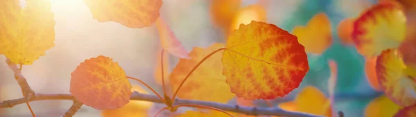 Branch Aspen Yellowed Leaves Sunny Day Banner Panoramic — Stock Photo, Image