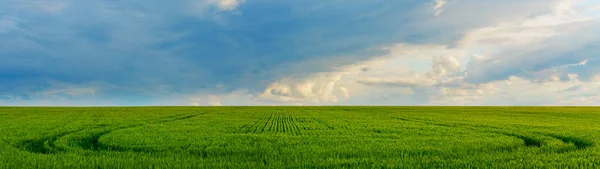 Paisaje Rural Campo Trigo Joven Cielo Con Nubes Bandera Panorámica — Foto de Stock