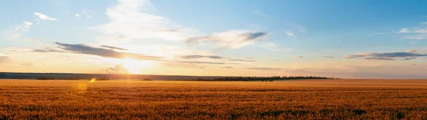 Rural Landscape Sunset Wheat Field Banner Panoramic — Foto de Stock