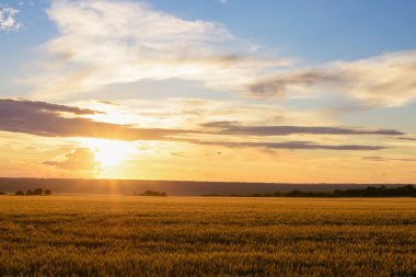 Kırsal alan, buğday tarlası ve bulutlu gökyüzü üzerinde gün batımı