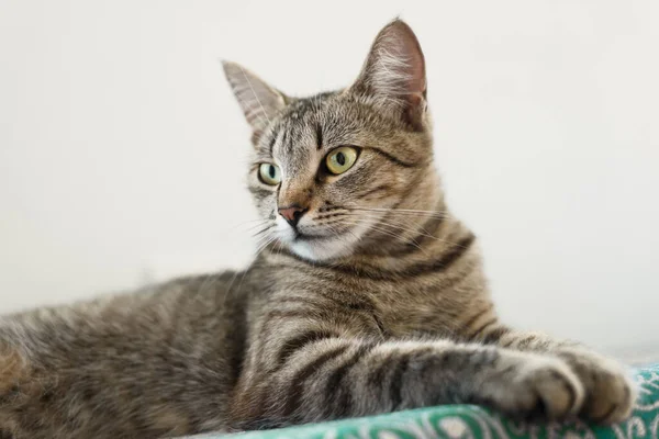 Portrait Sitting Striped Cat Pose Expresses Calm Confidence — Stock Photo, Image
