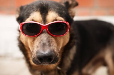 Güneş gözlüklü bir köpeğin portresi. Yaklaş.