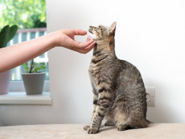 Kadın eli içeride çizgili bir kediyi okşuyor.