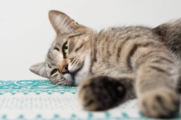 Tekir Kedi Içeride Yatak Örtüsünde Dinleniyor — Stok fotoğraf