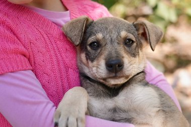 Şaşkın bakışlı bir çocuğun ellerinde sevimli bir köpek yavrusu.