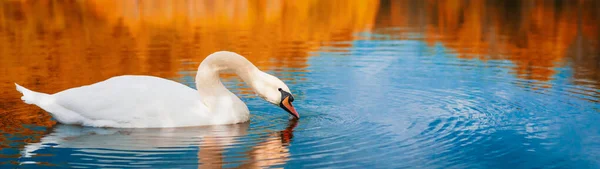 Paisagem Outono Cisne Branco Flutuando Lago Reflexo Floresta Outono Bandeira — Fotografia de Stock