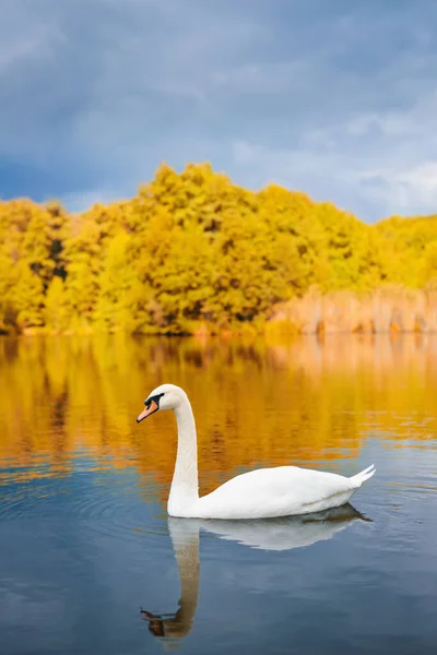 Autumn Landscape White Swan Floating Lake Vertical Shot — Stock Photo, Image