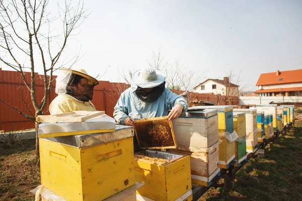 Zwei Imker, ein Mann und eine Frau, inspizieren nach dem Winter die Bienenstöcke. Ein Mann hält ein Gestell mit Waben — Stockfoto