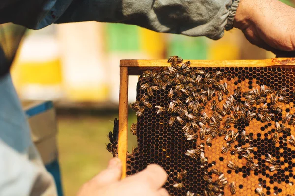 Bienenstock-Detail. Großaufnahme von Imkern, die ein Gestell mit Waben und Bienen in der Hand halten. Imker arbeitet mit Bienen und Bienenstöcken am Imkerstand — Stockfoto