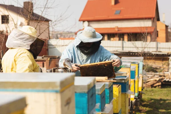 Rodinní včelaři. Dva včelaři, muž a žena, pracují ve včelíně. Včelaři kontrolují včely po zimě. Muž drží rám s medovými plásty — Stock fotografie