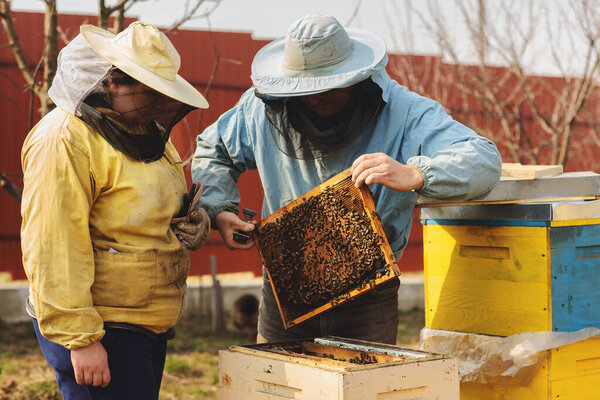Family beekeepers. Beekeeper Inspecting Bee Hive after winter Royalty Free Stock Images