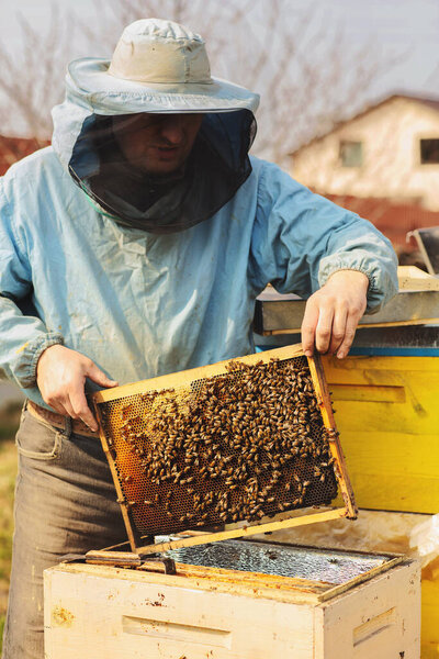 Frames of a bee hive. Beekeeper harvesting honey. The bee smoker is used to calm bees before frame removal Stock Photo