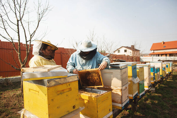 Two beekeepers, a man and a woman Inspecting Bee Hive after winter. A man holds a frame with honeycombs Stock Photo
