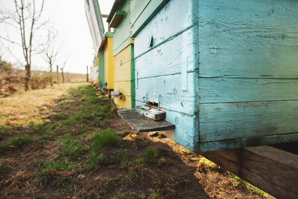 Bee hive detail close up. Bees are working Stock Picture