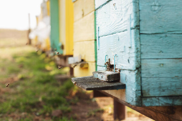 Close up details of beekeeping. Bees in the apiary fly into the hive Stock Photo