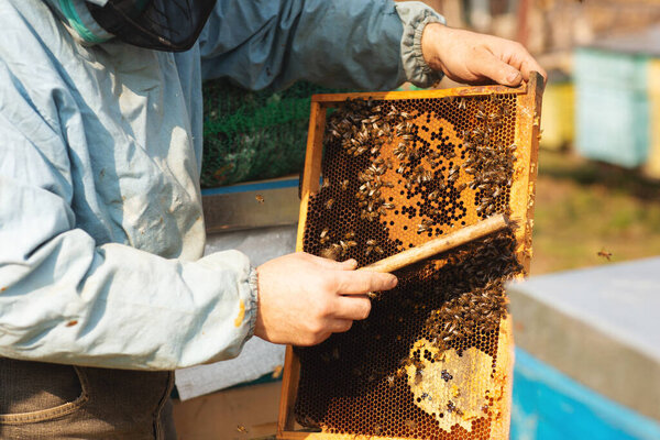 Beekeeper is working with bees and beehives on the apiary Stock Image