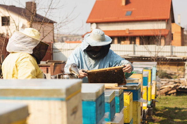 Family beekeepers. Two beekeepers, a man and a woman, work in the apiary. Beekeepers check bees after winter. A man holds a frame with honeycombs Stock Picture