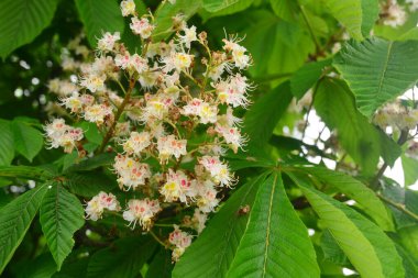 At kestanesinin yaprakları ve çiçekleri (Aesculus hippocastanum) Seçici odak