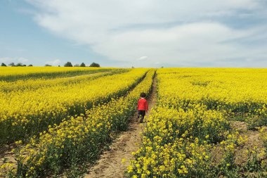 Çiçekli tecavüz tohumu. Tecavüz tarlasından geçen köy yolu. Çocuk yolda koşuyor. Bahar arkaplanı. Fotokopi alanı, Ukrayna 'da doğal manzara.