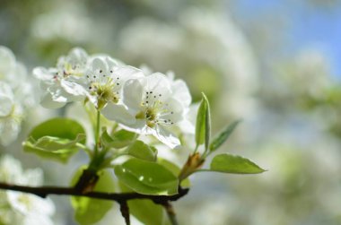 Yakın plan seçici odak noktası, her zaman yeşil bir armut ağacının açtığı beyaz çiçekli dalın tam çerçeve görüntüsü. Bahar arkaplanı