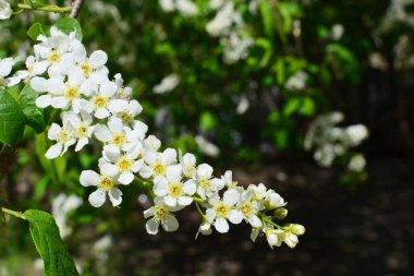 Bahçede güneşli bir ilkbahar gününde kuş kirazının güzel açan bir dalı. Boşluğu kopyala