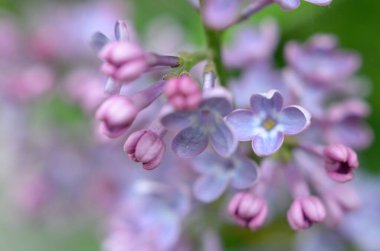 : Bahar leylak çiçeklerinin makro görüntüsü, soyut yumuşak odak çiçeği arkaplanı