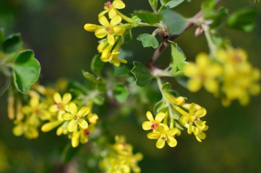 Çiçek açan sarı ağaç dallarıyla bahar mevsimsel arka planı, doğal mevsimlik çiçek arkaplanı. Seçici odak