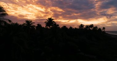 Polinezya 'da güneş batarken palmiyeler Tahiti Fakarava, Pasifik Okyanusu