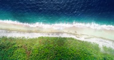 Fakarava adası plajı ve Fransız Polinezyası 'ndaki palmiye ağaçları. Cennet adası, tatiller ve palmiye ağaçları altında turizm için mükemmel. Pasifik Okyanusu 'nun suyu açık mavidir. Tropikal seyahat kavramı - İHA ile hava görüntüsü - 4K
