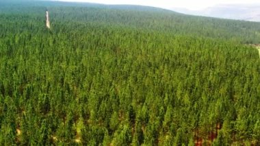 Güney Afrika 'da çam ağacı ormanı. Güzel yeşil Afrika manzarası - insansız hava aracı ile hava manzarası - seyahat ve manzara konsepti