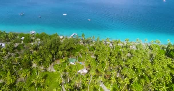 フランス領ポリネシアの島のヤシの木の間のバンガローの上空からの眺め ヤシの木の下で休日や観光のための楽園 太平洋の水ははっきりと青い 旅行熱帯のコンセプト ドローンでの空の景色 — ストック動画