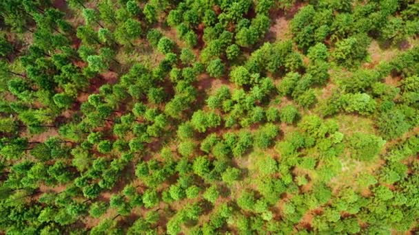 Letecký Pohled Borovicový Les Jižní Africe Krásná Zelená Africká Krajina — Stock video