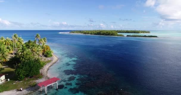 Ilha Meio Motu Oceano Pacífico Com Floresta Palmeiras Praia Dourada — Vídeo de Stock