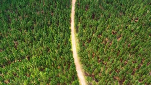 Повітряний Вид Над Сосновим Лісом Стежкою Посередині Південній Африці Прекрасний — стокове відео