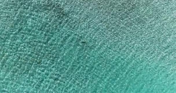 Tiburón Una Laguna Océano Pacífico Con Agua Azul Clara Concepto — Vídeo de stock