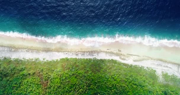Playa Isla Fakarava Bosque Palmeras Polinesia Francesa Isla Paradisíaca Perfecta — Vídeos de Stock