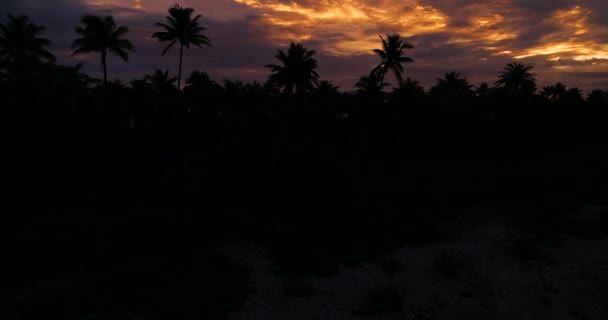 Palmiers Coucher Soleil Polynésie Tahiti Fakarava Océan Pacifique — Video