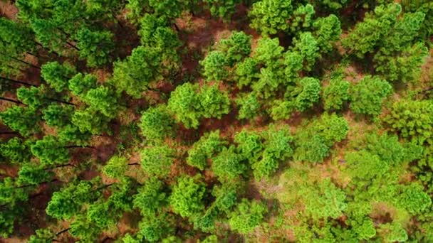 Letecký Pohled Borovicový Les Jižní Africe Krásná Zelená Africká Krajina — Stock video