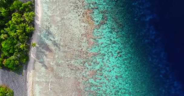 Polinesia Tahiti Fakarava Atol Dan Telapak Tangan Terumbu Karang Dan — Stok Video
