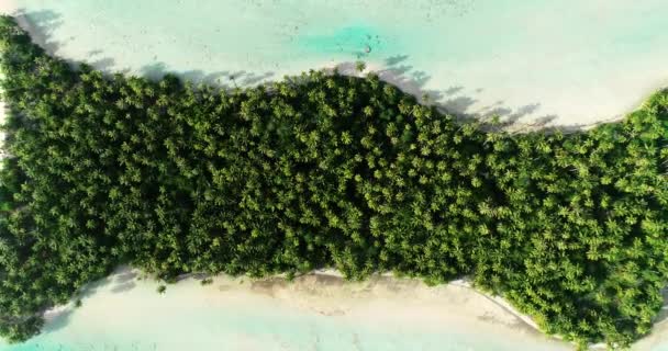 Isola Con Foresta Palme Spiaggia Dorata Con Acqua Turchese Paradiso — Video Stock