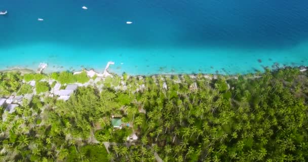 Vista Aérea Bungalows Entre Palmeras Una Isla Polinesia Francesa Paraíso — Vídeos de Stock