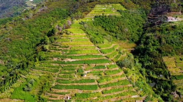 Landskap Byn Vernazza Sett Ovanifrån Filmad Drönare Med Vingård Bakgrunden — Stockvideo