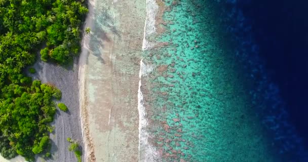 Γαλλική Πολυνησία Ταϊτή Fakarava Ατόλη Και Φοίνικες Κοραλλιογενής Ύφαλος Και — Αρχείο Βίντεο