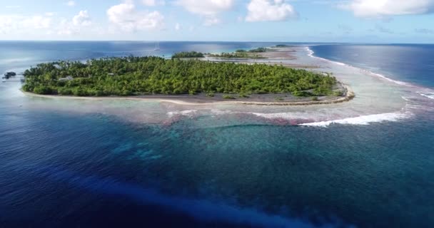 Pasifik Okyanusu Nda Bir Motunun Ortasında Palmiye Ağaçları Altın Plajlı — Stok video